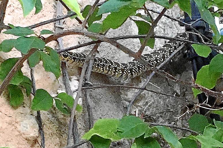 Unos vecinos detectan la primera serpiente de herradura de la Serra de Tramuntana