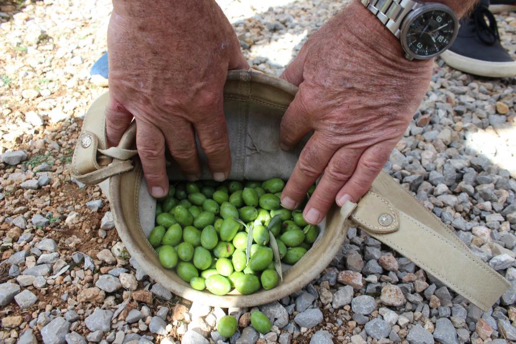 campaña recogida aceituna de mesa oliva de mallorca caimari;